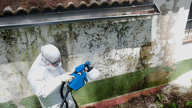 Trusted Black Mold Removal service in Dauphin, PA - Cheap Mold Removal